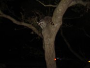 Click to Enter 'PumpkinPatchFishing 042' Page